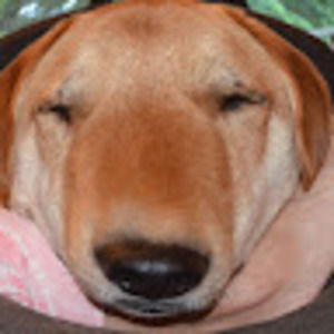 Meet your Posher, Jude